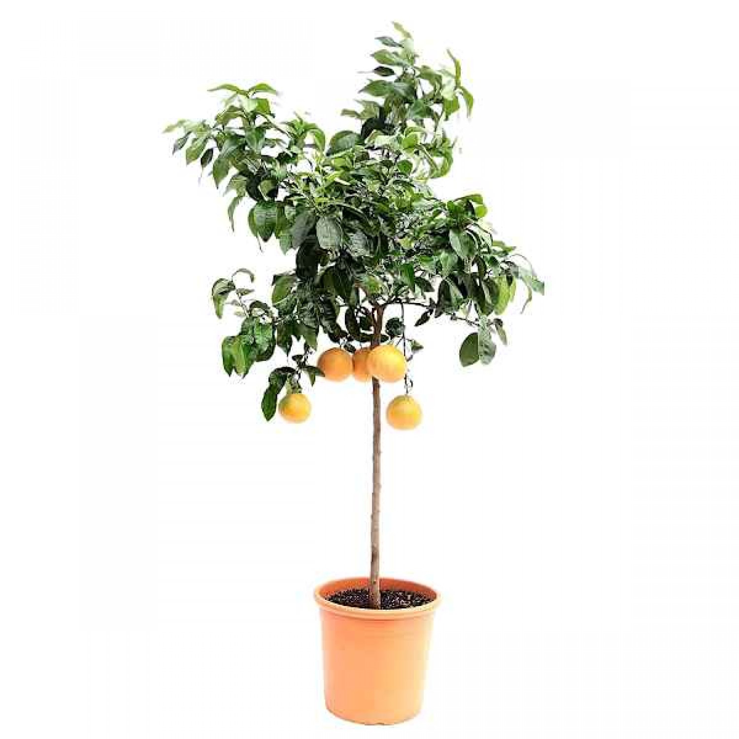 Grapefruit (Citrus x paradisi) Tree-Potted Plant Grapefruit (Citrus x paradisi) Tree-Potted Plant - Citrus Trees