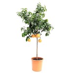 Grapefruit (Citrus x paradisi) Tree-Potted Plant Grapefruit (Citrus x paradisi) Tree-Potted Plant - Citrus Trees