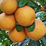 Grapefruit (Citrus x paradisi) Tree-Potted Plant Grapefruit (Citrus x paradisi) Tree-Potted Plant - Citrus Trees