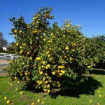 Grapefruit (Citrus x paradisi) Tree-Potted Plant Grapefruit (Citrus x paradisi) Tree-Potted Plant - Citrus Trees