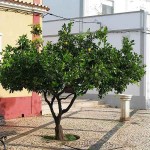 Grapefruit (Citrus x paradisi) Tree-Potted Plant Grapefruit (Citrus x paradisi) Tree-Potted Plant - Citrus Trees