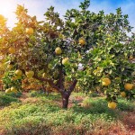 Grapefruit (Citrus x paradisi) Tree-Potted Plant Grapefruit (Citrus x paradisi) Tree-Potted Plant - Citrus Trees