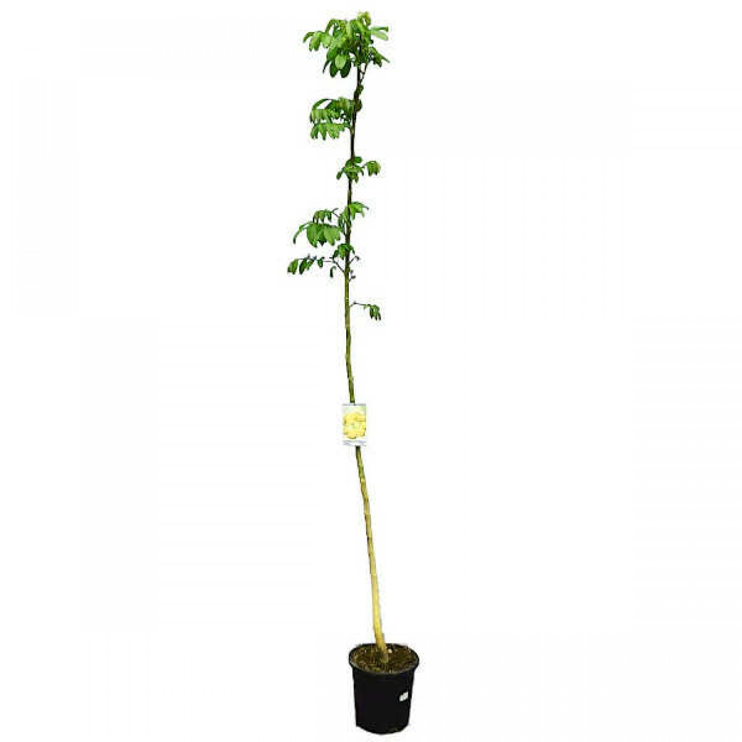 Καρυδιά Δέντρο (Juglans regia - Καρυά η βασιλική) Καρυδιές Δέντρα (Juglans regia) | Ακρόδρυα Οπωροφόρα