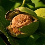 Καρυδιά Δέντρο (Juglans regia - Καρυά η βασιλική) Καρυδιές Δέντρα (Juglans regia) | Ακρόδρυα Οπωροφόρα