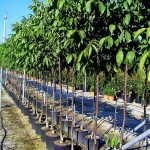 Καρυδιά Δέντρο (Juglans regia - Καρυά η βασιλική) Καρυδιές Δέντρα (Juglans regia) | Ακρόδρυα Οπωροφόρα