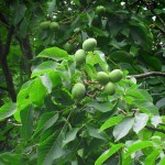 Καρυδιά Δέντρο (Juglans regia - Καρυά η βασιλική) Καρυδιές Δέντρα (Juglans regia) | Ακρόδρυα Οπωροφόρα