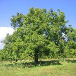 Καρυδιά Δέντρο (Juglans regia - Καρυά η βασιλική) Καρυδιές Δέντρα (Juglans regia) | Ακρόδρυα Οπωροφόρα