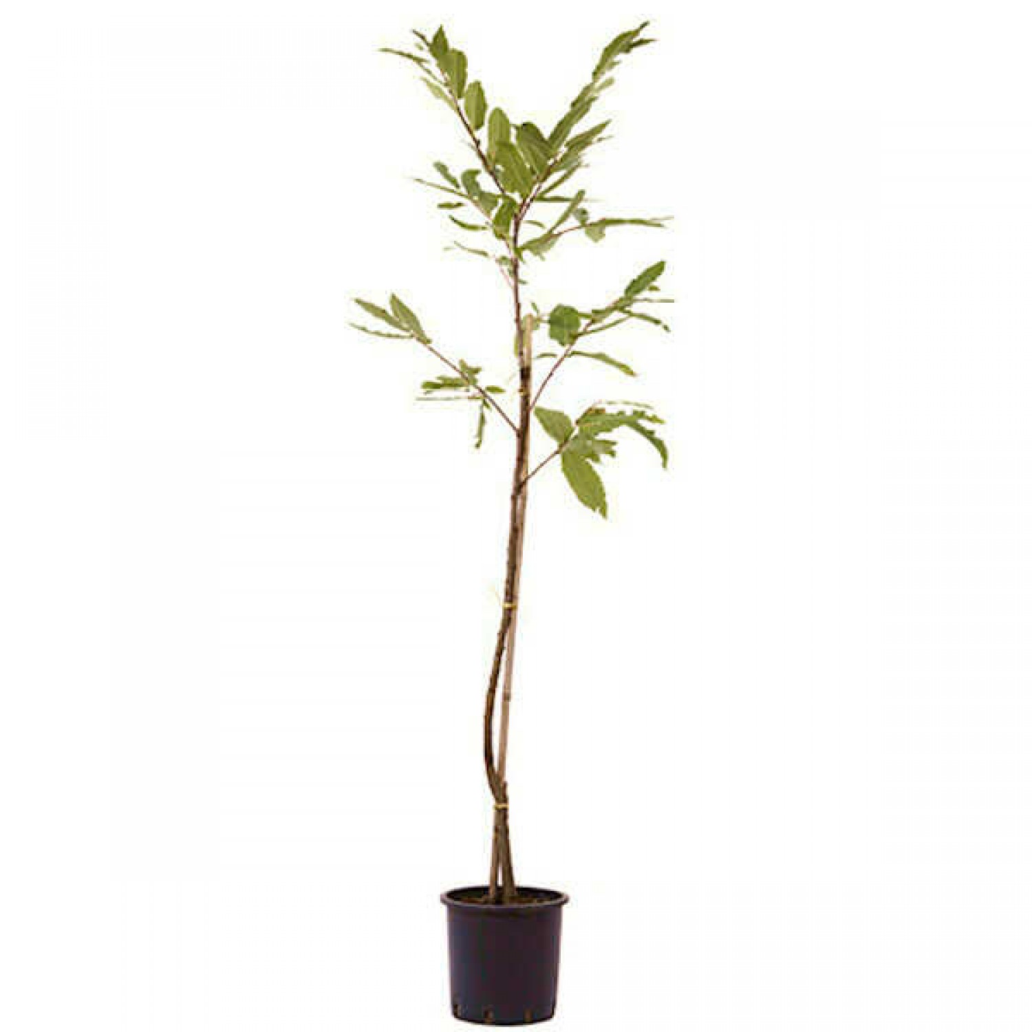 Καστανιές Δέντρα (Castanea sativa) | Ακρόδρυα Οπωροφόρα