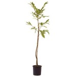 Καστανιές Δέντρα (Castanea sativa) | Ακρόδρυα Οπωροφόρα