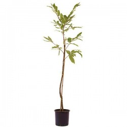 Καστανιές Δέντρα (Castanea sativa) | Ακρόδρυα Οπωροφόρα