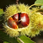 Καστανιές Δέντρα (Castanea sativa) | Ακρόδρυα Οπωροφόρα