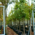 Καστανιές Δέντρα (Castanea sativa) | Ακρόδρυα Οπωροφόρα