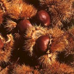 Καστανιές Δέντρα (Castanea sativa) | Ακρόδρυα Οπωροφόρα