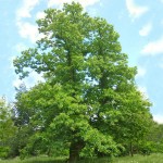 Καστανιές Δέντρα (Castanea sativa) | Ακρόδρυα Οπωροφόρα