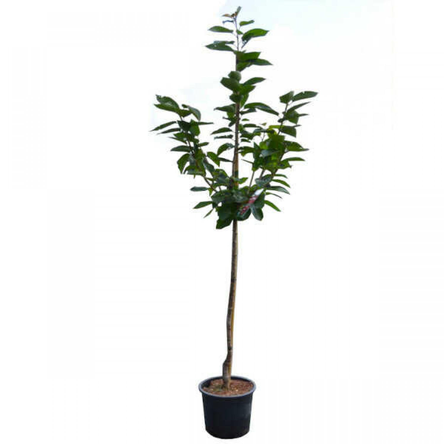 Sweet Cherry Tree (Prunus avium L.) Sweet Cherry Tree (Prunus avium L.) - Cherries Stone Fruit Trees