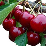 Sweet Cherry Tree (Prunus avium L.) Sweet Cherry Tree (Prunus avium L.) - Cherries Stone Fruit Trees
