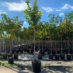 Sweet Cherry Tree (Prunus avium L.) Sweet Cherry Tree (Prunus avium L.) - Cherries Stone Fruit Trees