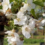 Sweet Cherry Tree (Prunus avium L.) Sweet Cherry Tree (Prunus avium L.) - Cherries Stone Fruit Trees