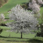 Sweet Cherry Tree (Prunus avium L.) Sweet Cherry Tree (Prunus avium L.) - Cherries Stone Fruit Trees