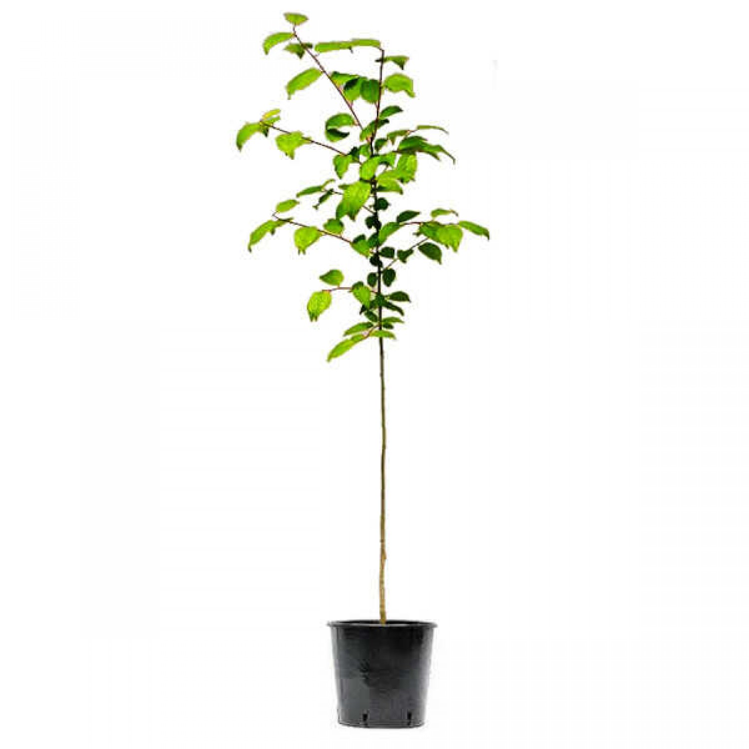 Κορομηλιά ή Τζανεριά (Prunus cerasifera - Προύμνη η κερασοφόρος) Οπωροφόρο Κορομηλιές Δέντρα (Prunus cerasifera) | Οπωροφόρα