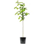 Κορομηλιά ή Τζανεριά (Prunus cerasifera - Προύμνη η κερασοφόρος) Οπωροφόρο Κορομηλιές Δέντρα (Prunus cerasifera) | Οπωροφόρα
