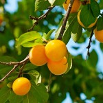 Κορομηλιά ή Τζανεριά (Prunus cerasifera - Προύμνη η κερασοφόρος) Οπωροφόρο Κορομηλιές Δέντρα (Prunus cerasifera) | Οπωροφόρα