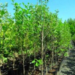 Κορομηλιά ή Τζανεριά (Prunus cerasifera - Προύμνη η κερασοφόρος) Οπωροφόρο Κορομηλιές Δέντρα (Prunus cerasifera) | Οπωροφόρα