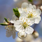 Κορομηλιά ή Τζανεριά (Prunus cerasifera - Προύμνη η κερασοφόρος) Οπωροφόρο Κορομηλιές Δέντρα (Prunus cerasifera) | Οπωροφόρα