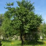 Κορομηλιά ή Τζανεριά (Prunus cerasifera - Προύμνη η κερασοφόρος) Οπωροφόρο Κορομηλιές Δέντρα (Prunus cerasifera) | Οπωροφόρα
