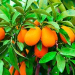 Κουμκουάτ (Citrus japonica, συν. Fortunella margarita) Ναγκάμι Δέντρο Καρποφόρο | Ξινά Κουμκουάτ Ναγκάμι (Citrus japonica ή Fortunella margarita)
