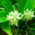 Κουμκουάτ (Citrus japonica, συν. Fortunella margarita) Ναγκάμι Δέντρο Καρποφόρο | Ξινά Κουμκουάτ Ναγκάμι (Citrus japonica ή Fortunella margarita)