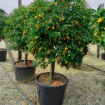 Κουμκουάτ (Citrus japonica, συν. Fortunella margarita) Ναγκάμι Δέντρο Καρποφόρο | Ξινά Κουμκουάτ Ναγκάμι (Citrus japonica ή Fortunella margarita)