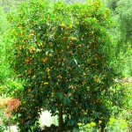 Κουμκουάτ (Citrus japonica, συν. Fortunella margarita) Ναγκάμι Δέντρο Καρποφόρο | Ξινά Κουμκουάτ Ναγκάμι (Citrus japonica ή Fortunella margarita)