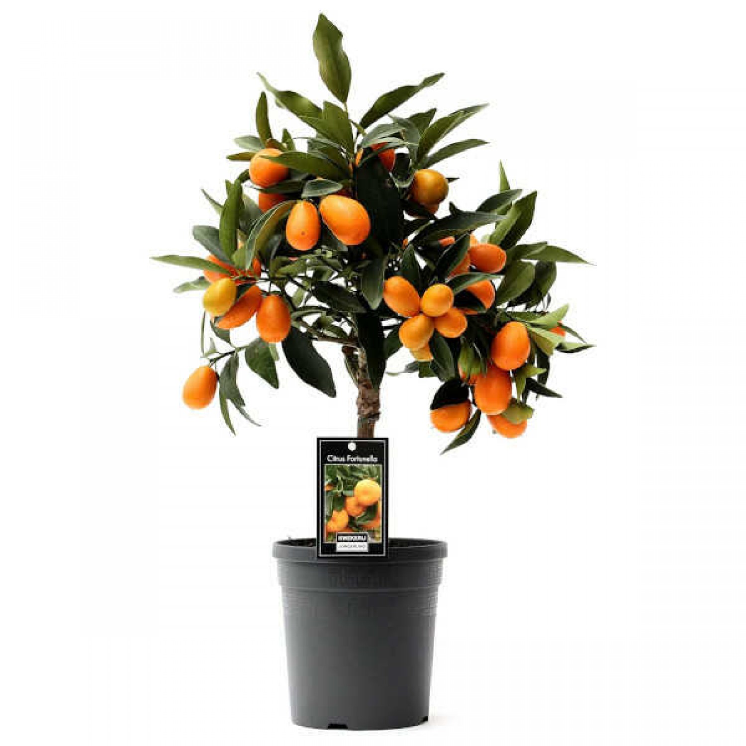 Κουμκουάτ Νάνο (Citrus japonica, συν. Fortunella margarita) Ναγκάμι Δέντρο Καρποφόρο - Ξινά