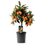 Κουμκουάτ Νάνο (Citrus japonica, συν. Fortunella margarita) Ναγκάμι Δέντρο Καρποφόρο - Ξινά
