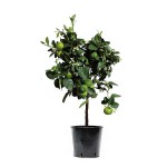 Λιμεττία ή Μοσχολέμονο Λάιμ Δέντρο (Citrus × aurantiifolia) Καρποφόρο Μοσχολέμονα Δέντρα (Citrus x aurantiifolia) Ξινά Καρποφόρα