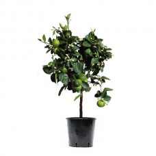Μοσχολέμονα Δέντρα (Citrus x aurantiifolia) Ξινά Καρποφόρα 