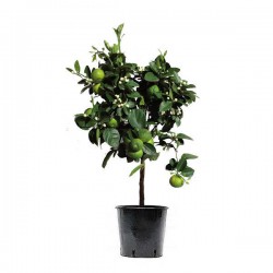 Key Lime Trees (Citrus x aurantiifolia) | Plants