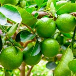 Λιμεττία ή Μοσχολέμονο Λάιμ Δέντρο (Citrus × aurantiifolia) Καρποφόρο Μοσχολέμονα Δέντρα (Citrus x aurantiifolia) Ξινά Καρποφόρα