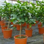 Λιμεττία ή Μοσχολέμονο Λάιμ Δέντρο (Citrus × aurantiifolia) Καρποφόρο Μοσχολέμονα Δέντρα (Citrus x aurantiifolia) Ξινά Καρποφόρα