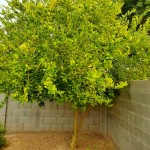 Λιμεττία ή Μοσχολέμονο Λάιμ Δέντρο (Citrus × aurantiifolia) Καρποφόρο Μοσχολέμονα Δέντρα (Citrus x aurantiifolia) Ξινά Καρποφόρα