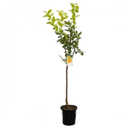 Λωτοί Δέντρα (Diospyros kaki - Διόσπυρος ο κακί) Καρποφόρα