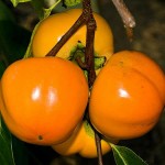 Japanese Persimmon Tree (Diospyros kaki) Japanese Persimmon Trees (Diospyros kaki)