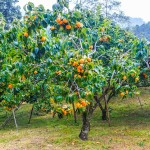 Japanese Persimmon Tree (Diospyros kaki) Japanese Persimmon Trees (Diospyros kaki)