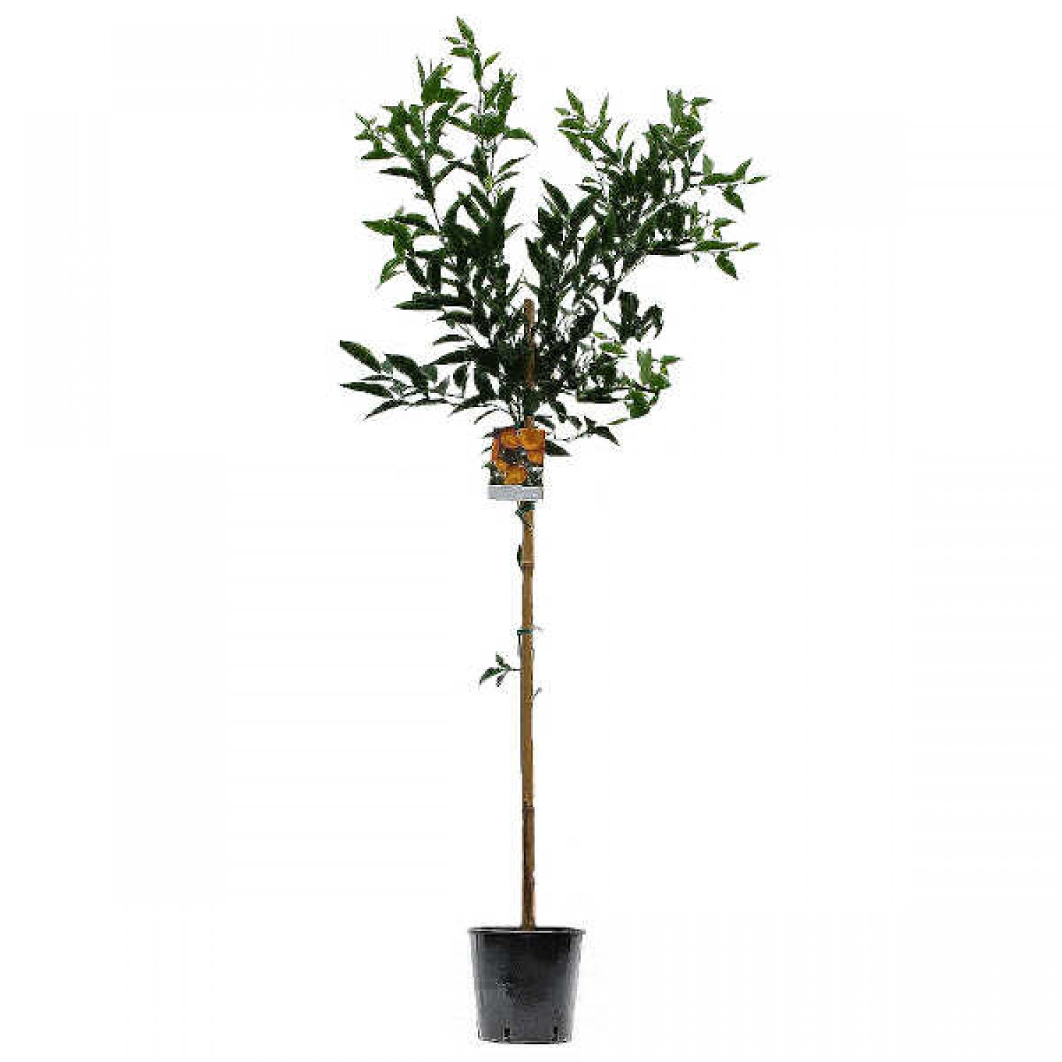 Μανταρινιές Δέντρα (Citrus reticulata) Ξινά Καρποφόρα 