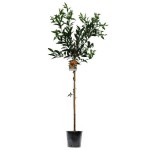 Μανταρινιές Δέντρα (Citrus reticulata) Ξινά Καρποφόρα 