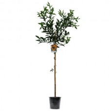Μανταρινιές Δέντρα (Citrus reticulata) Ξινά Καρποφόρα 