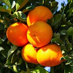 Μανταρινιές Δέντρα (Citrus reticulata) Ξινά Καρποφόρα 