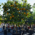 Μανταρινιές Δέντρα (Citrus reticulata) Ξινά Καρποφόρα 