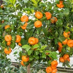 Μανταρινιές Δέντρα (Citrus reticulata) Ξινά Καρποφόρα 